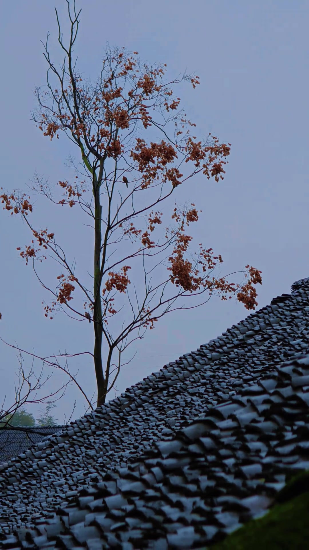 雨落黄花，春满人间，不慌不忙，慢慢生长，雨天的油菜花，自带诗意，这才是春天该有的样子！拍摄