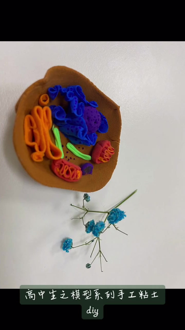 高中生物橡皮泥模型，动手做还能学知识