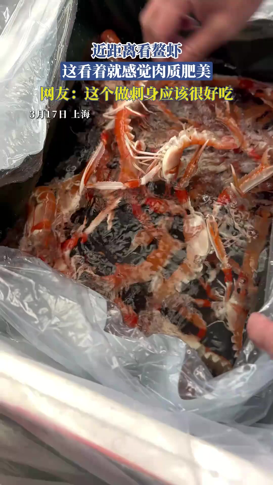 近距离看鳌虾,这看着就感觉肉质肥美,网友:这个做刺身应该很好#新西兰鳌虾#