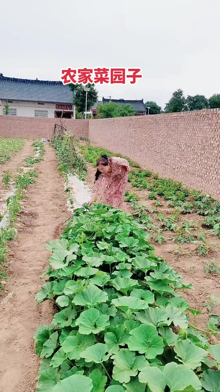农家小院,菜园里绿油油的,心里充满阳光