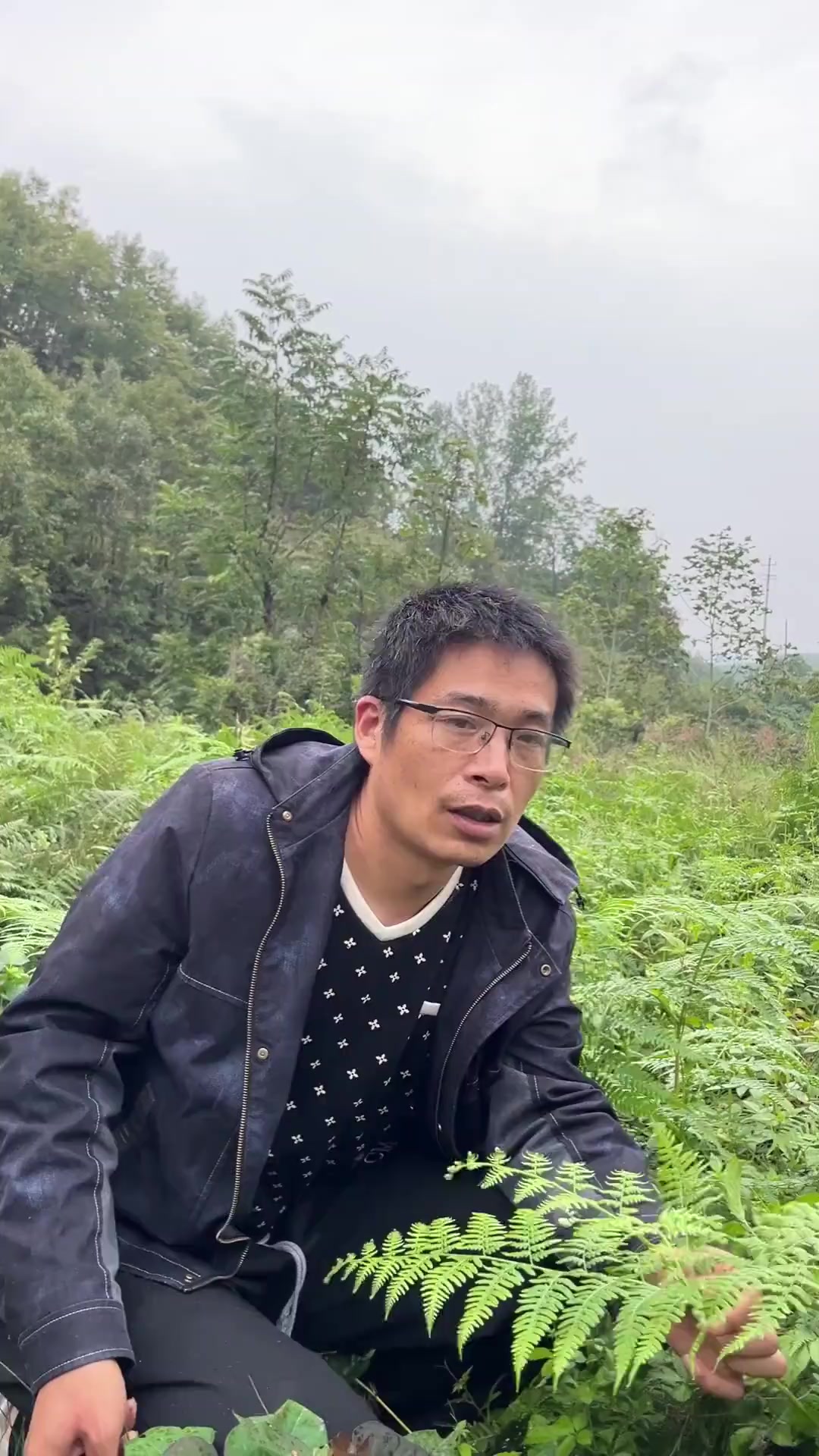拳菜(蕨菜)长大的样子
