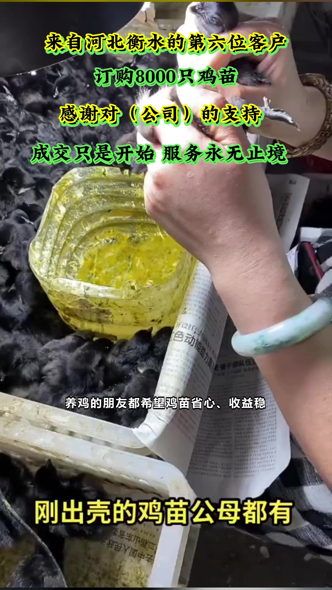 山东菏泽定陶区五黑绿壳蛋鸡苗登场!#黄羽绿壳和五黑绿壳谁产