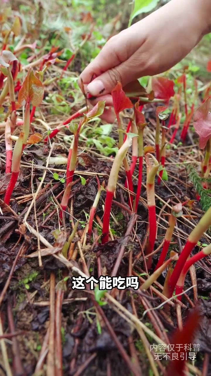 第177集｜又到了挖野菜的季节了，这些常见的野菜你挖过吗？#野菜 #挖野菜 #大自然的馈赠
