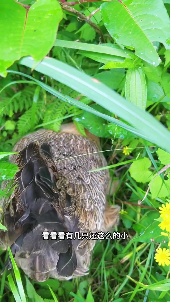 你既然放养了鸡，就应该有放养的心态，数鸡，是不可能的，少鸡是常态。你只要接受美好的惊喜就好