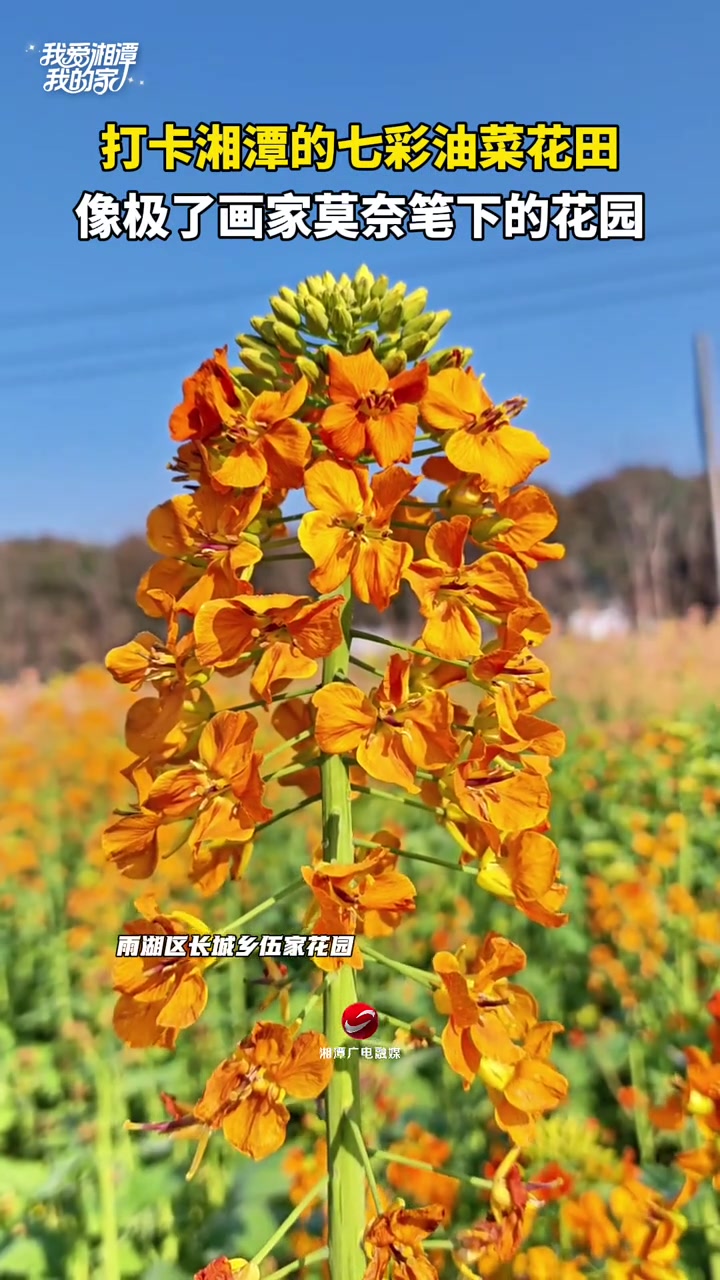 农业专家将彩虹“种进”春天里,湘潭七彩油菜花绽放!