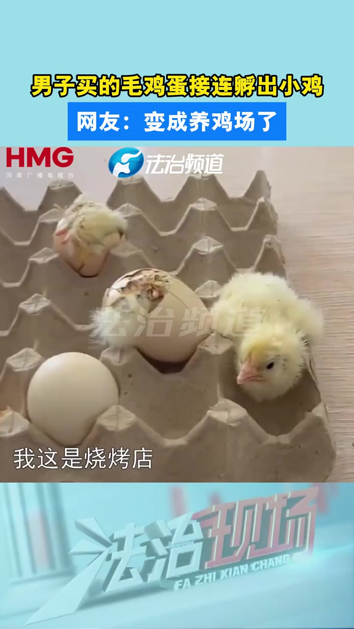 男子买的毛鸡蛋接连孵出小鸡 网友:变成养鸡场了