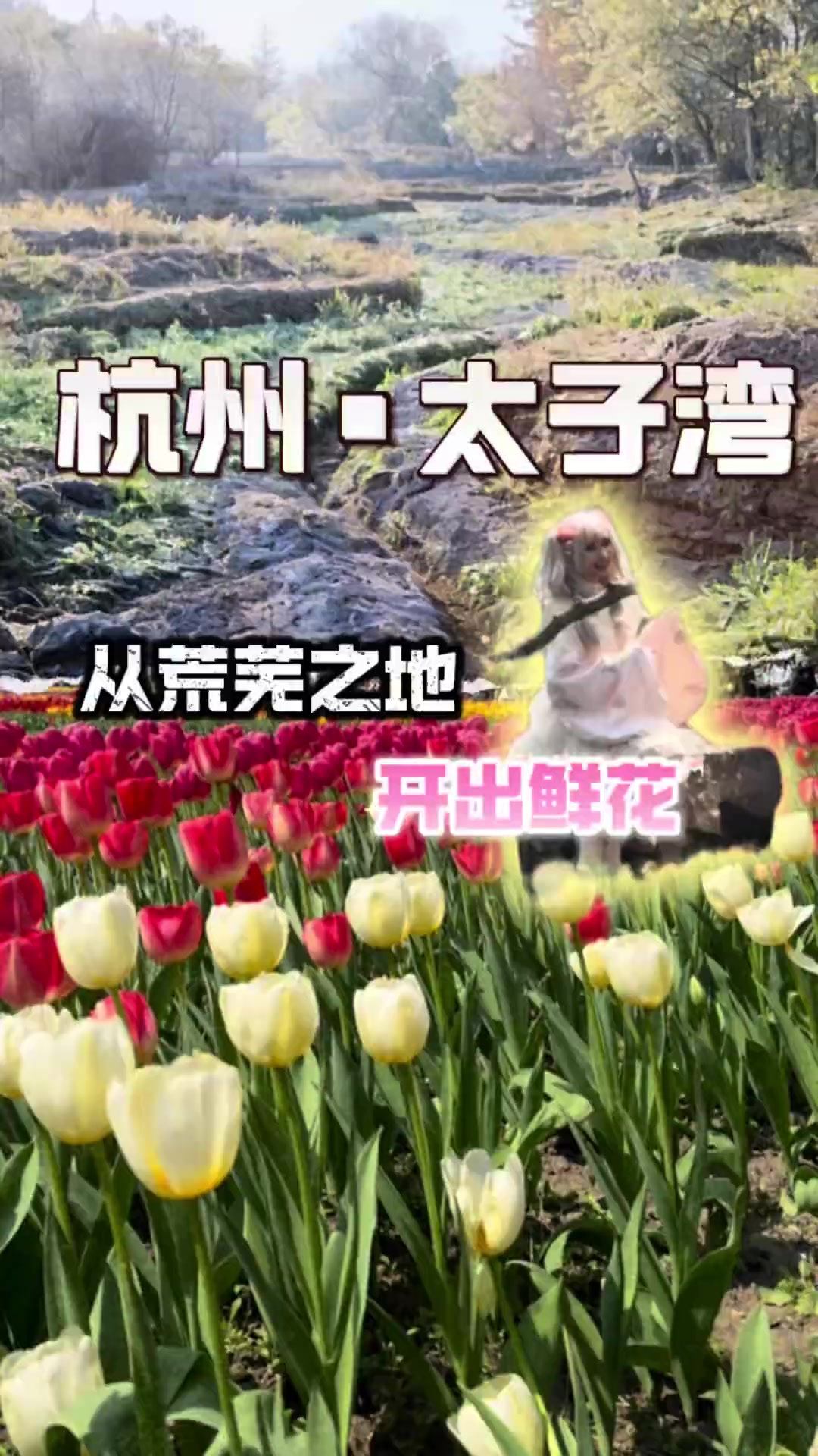 太子湾曾差点变游乐场 如今郁金香开人挤人