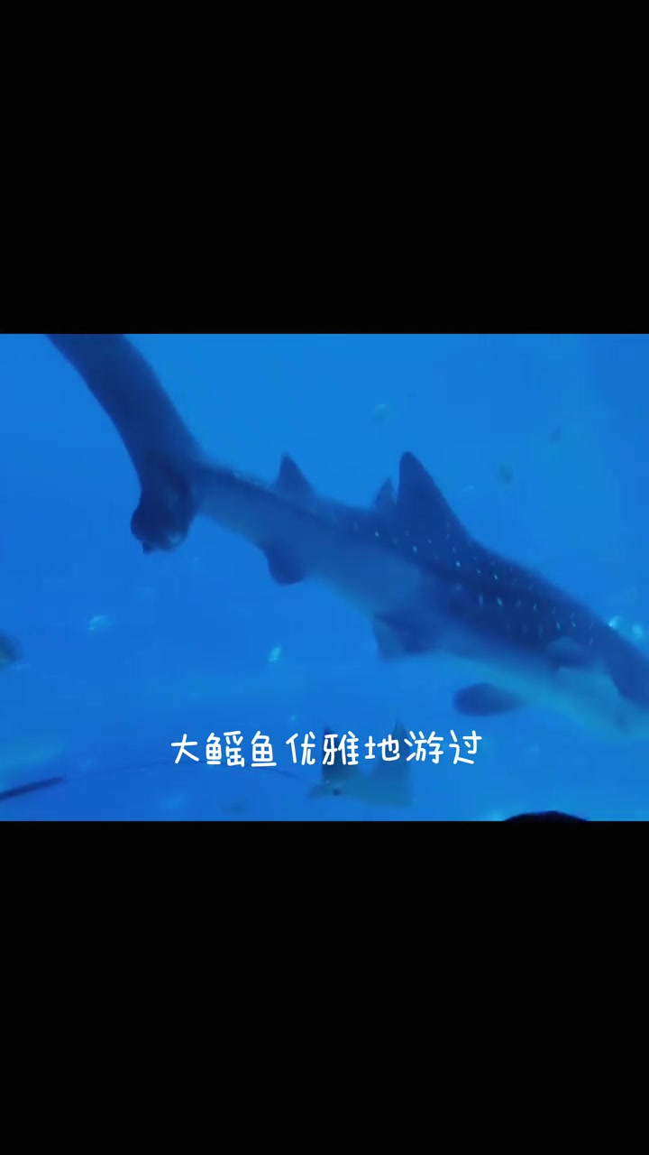 长隆海洋王国里见鲸,蓝色浪漫太治愈