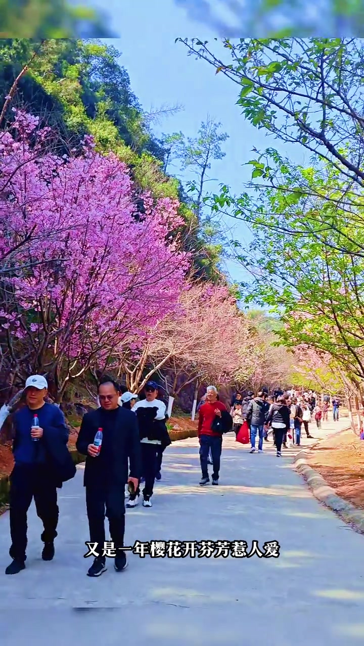 樱花盛开时去户外撒野太浪漫啦！