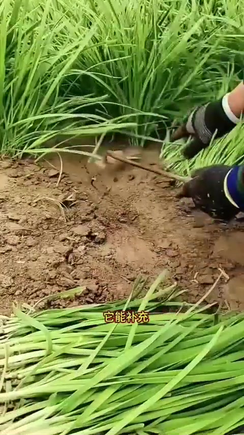 韭菜不断茬，必做一步，后悔来不及