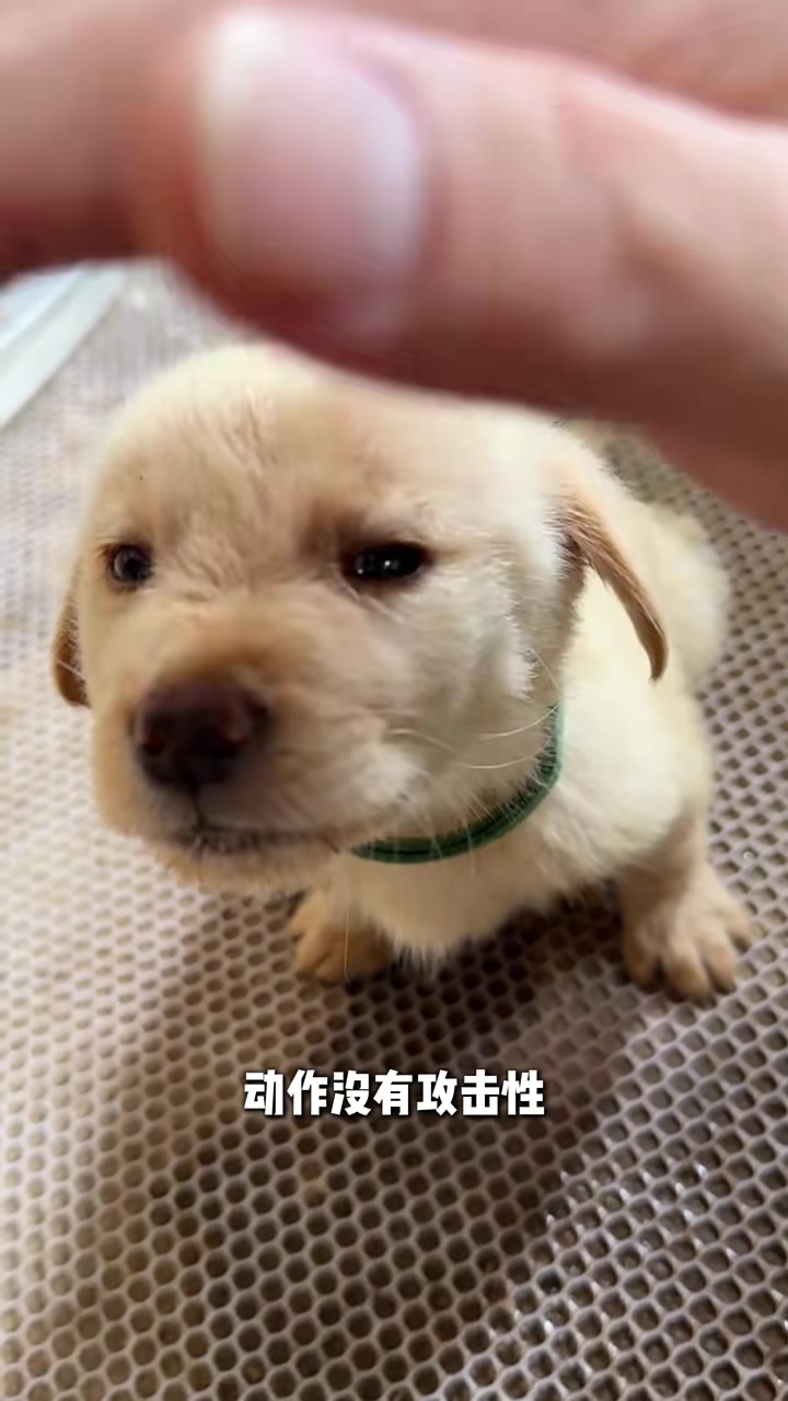 和狗狗鼻子碰鼻子它知道是什么意思吗?