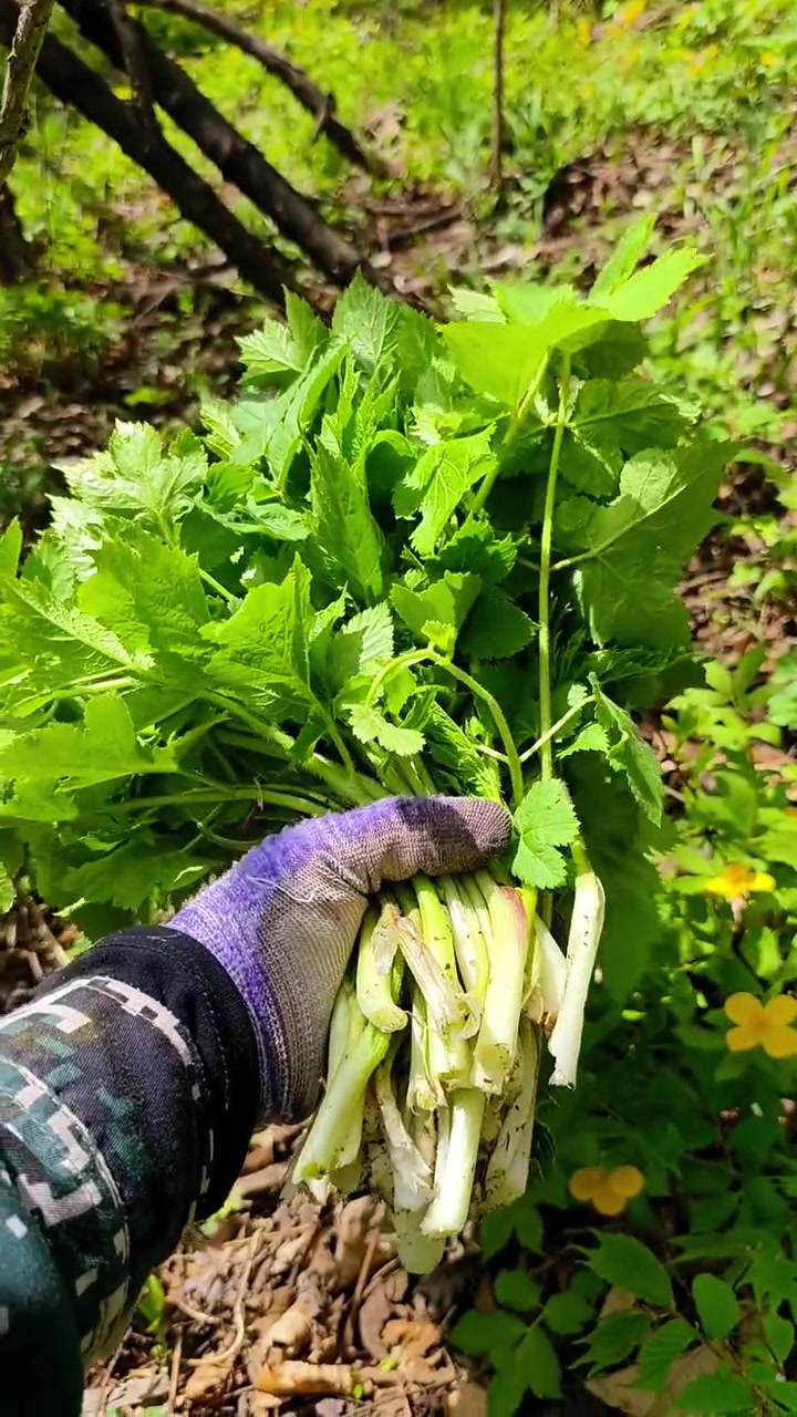 东北野菜大全，在野外遇到一定带回家！