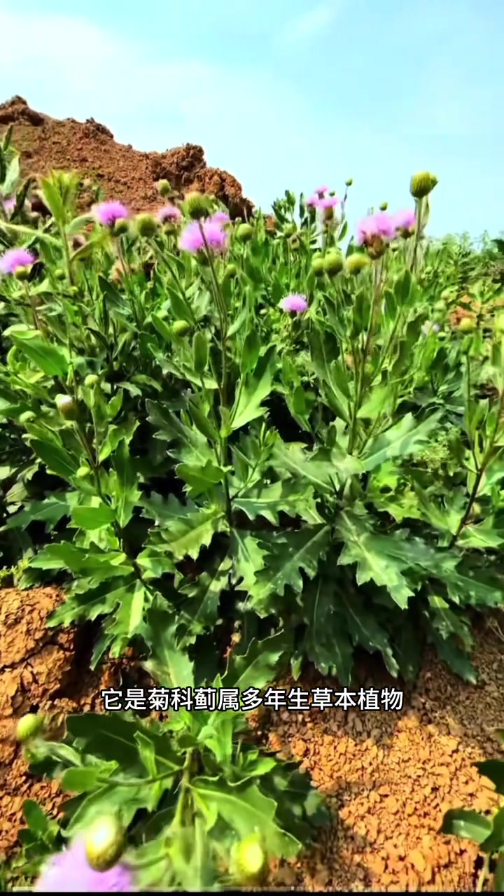 这种叶子带刺的植物就是大名鼎鼎的小蓟