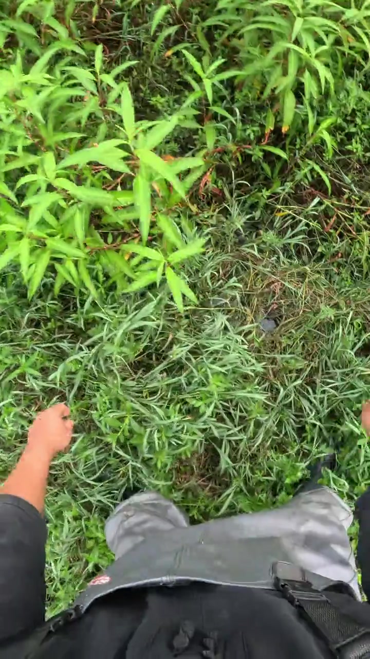 明天虾塘龙虾超级多。黄鳝也大暴笼?