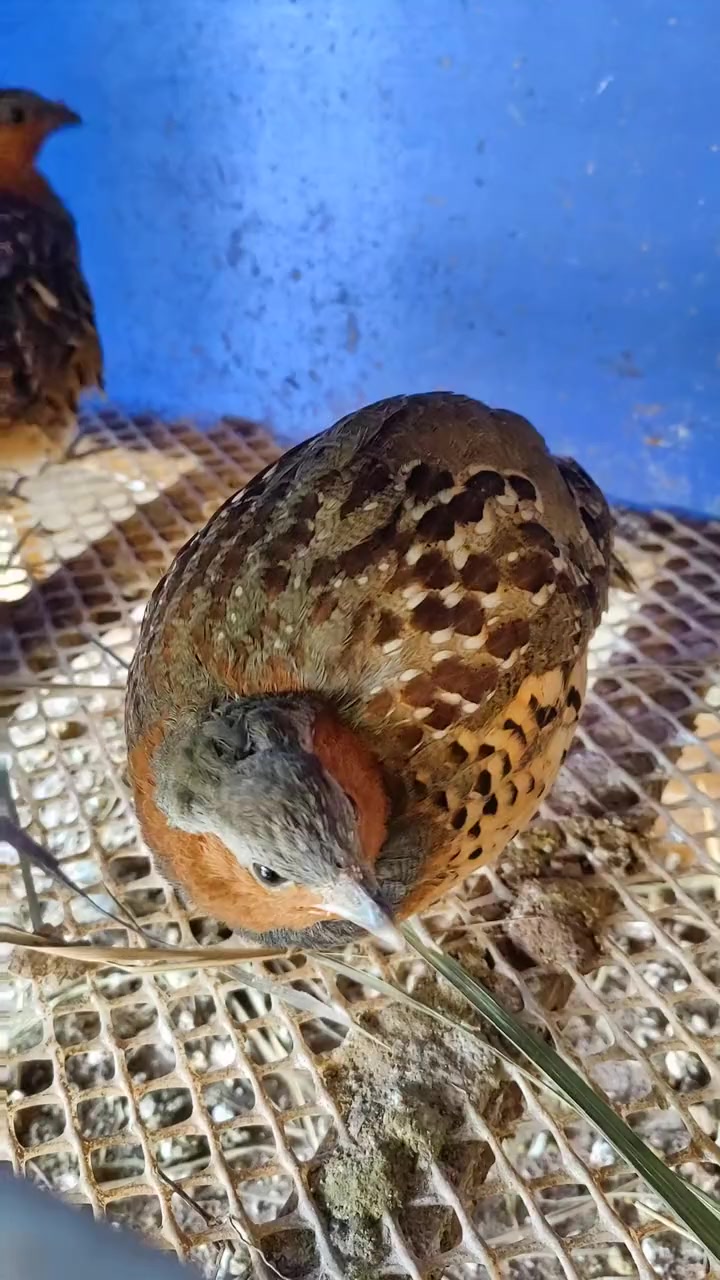 警惕接哨的机智母竹鸡！