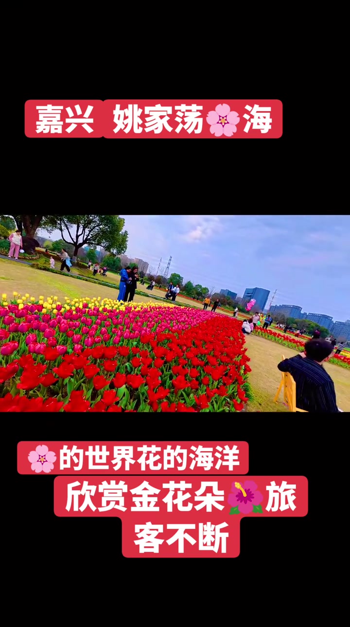 郁金香花海真的太绝了随手拍都好看
