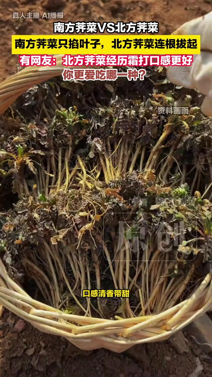 南方荠菜VS北方荠菜，谁更好吃？#媒体精选计划 #精选主播说 #南北差异 #荠菜长啥样（编