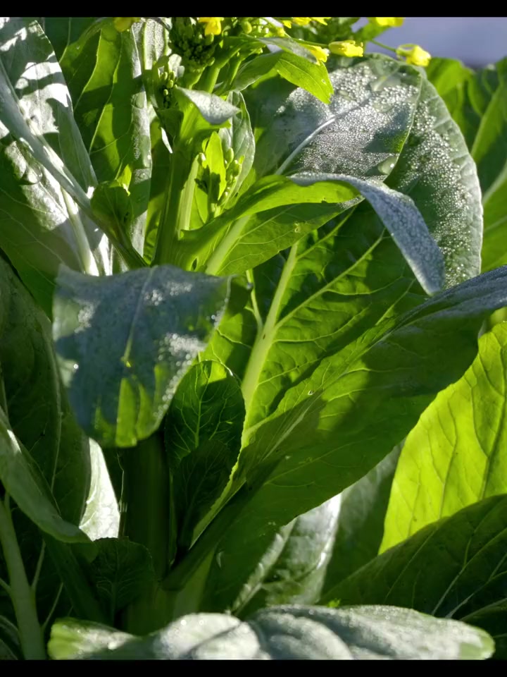 这么炒油菜心就对了，不试一下你都不知道油菜心这么好吃