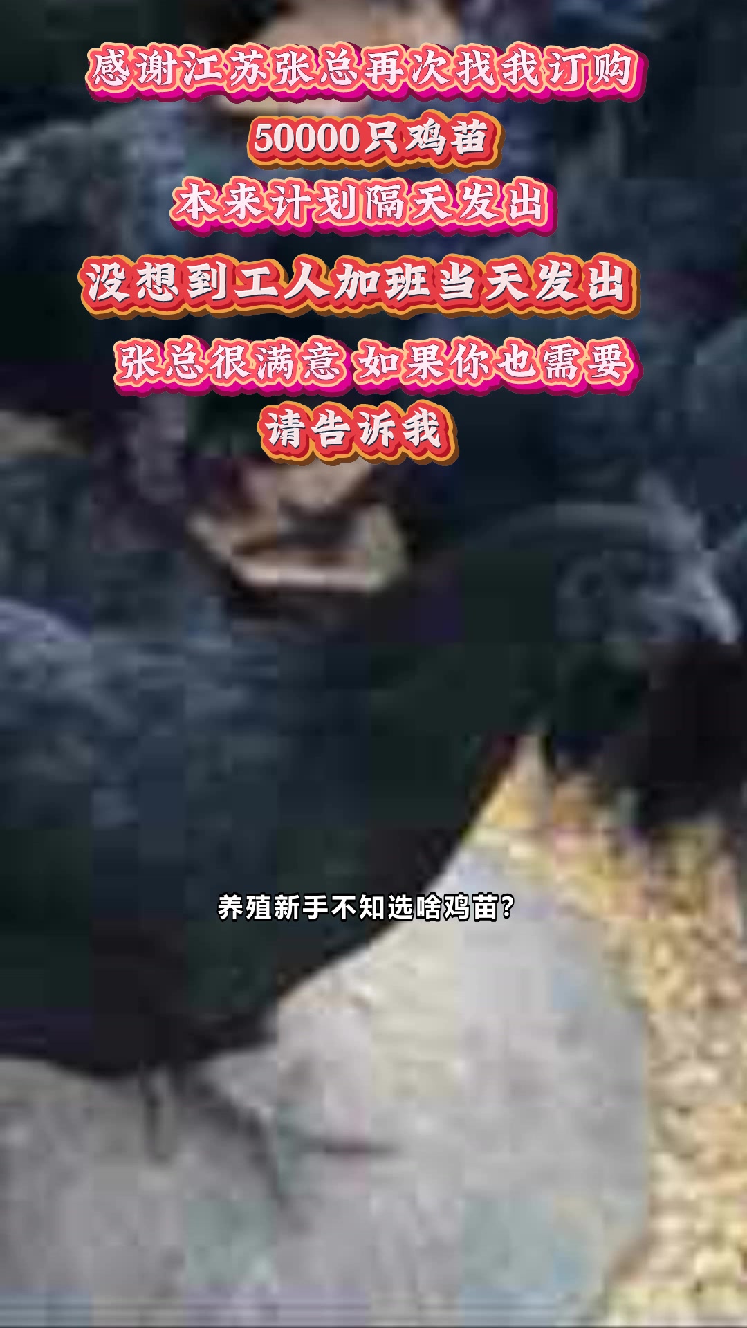 甘肃甘南州合作，健康养生风口，五黑绿壳蛋鸡苗养殖 #绿壳蛋鸡