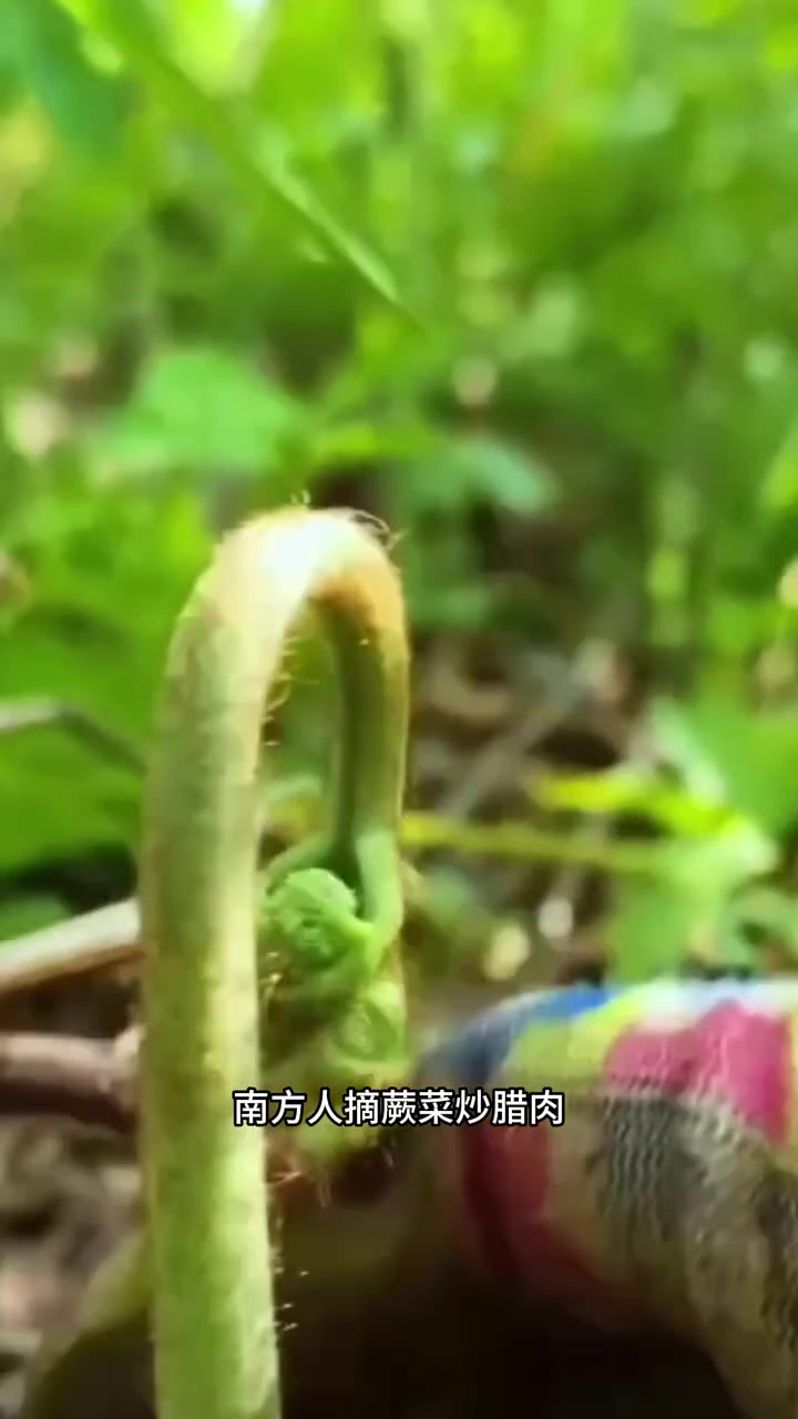 下地挖的野菜吃法大全、各地特色野菜美食盘点#春耕万象 #老铁娱乐观察站 #年年有娱