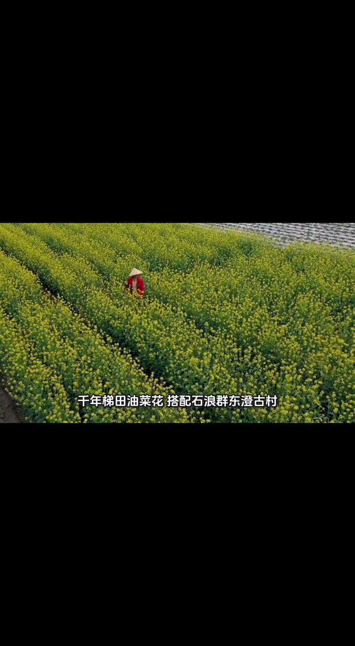 浙江看油菜花不用跑江西啦
