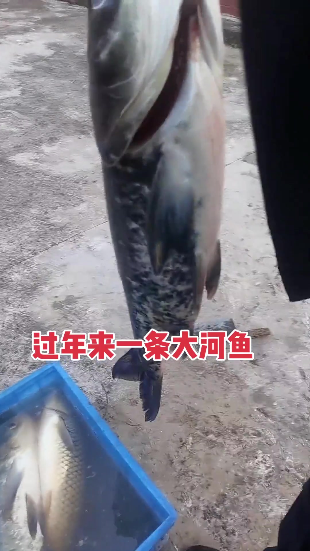 河里的大鲢鱼