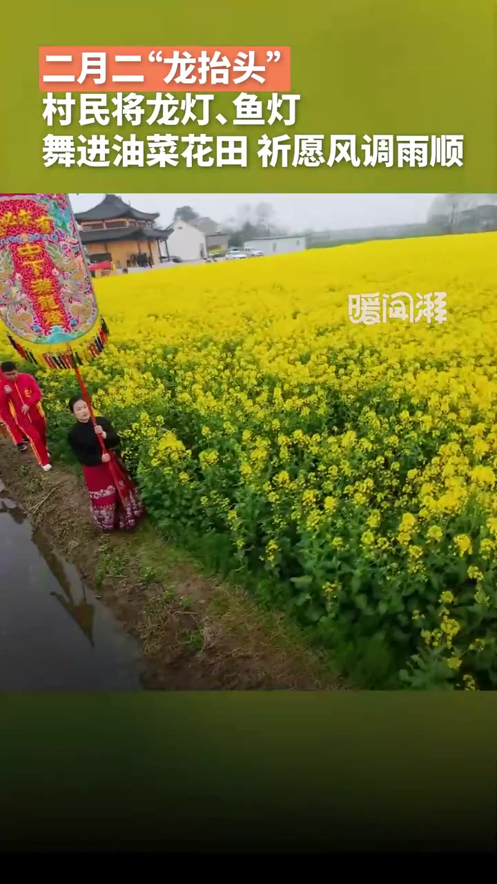 二月二“龙抬头”,宣城非遗龙灯鱼灯舞进油菜花田祈丰年