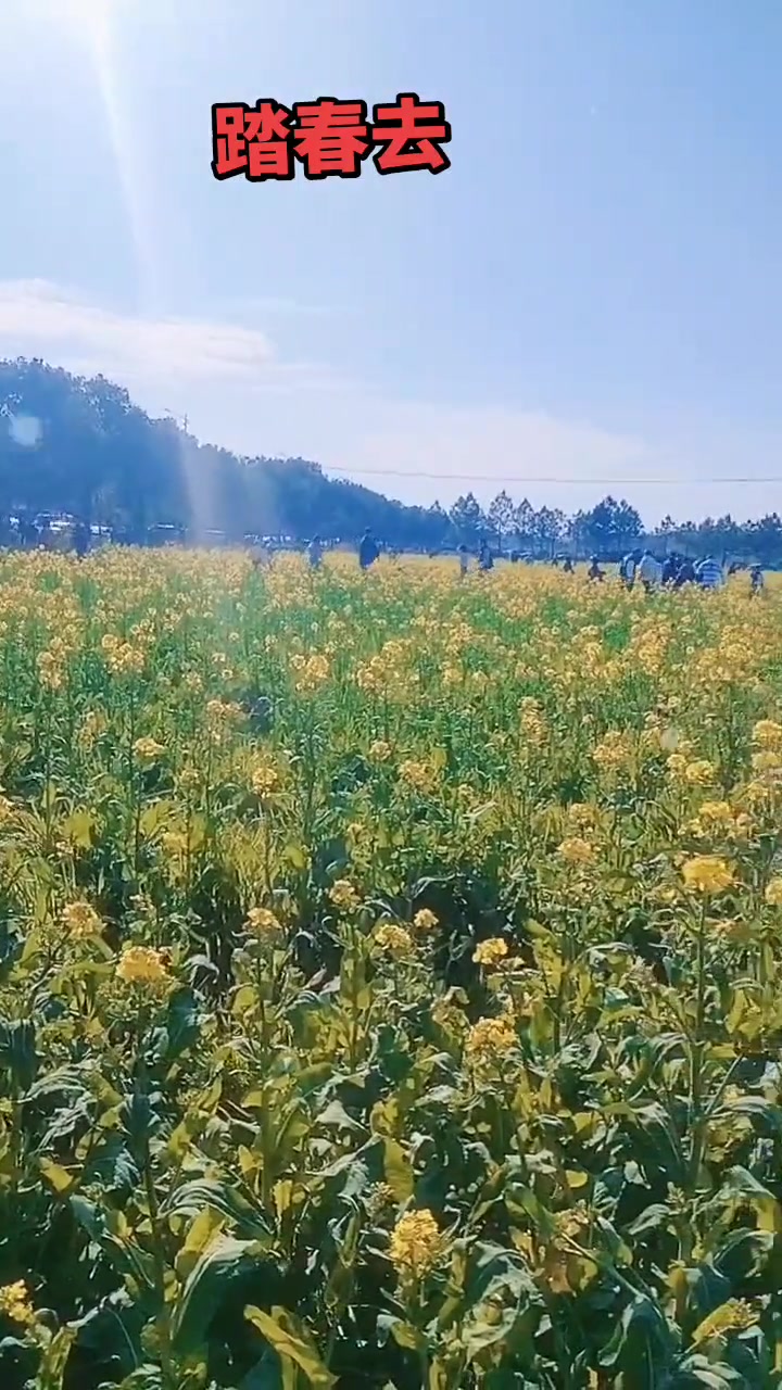 祖孙仨去庄行看油菜花,遇交警温柔提醒安全带