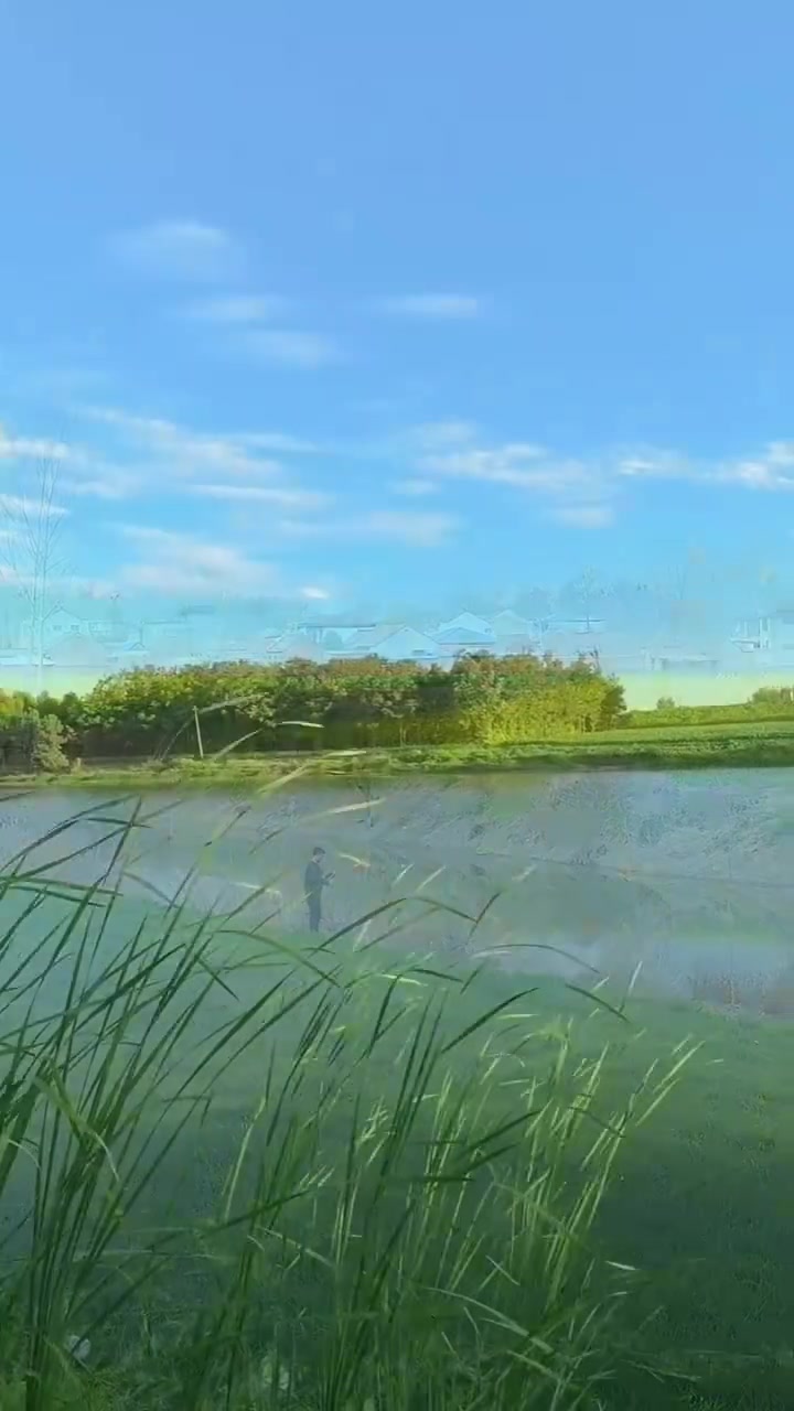 春日油菜花海配碧水蓝天,随手拍都像壁纸