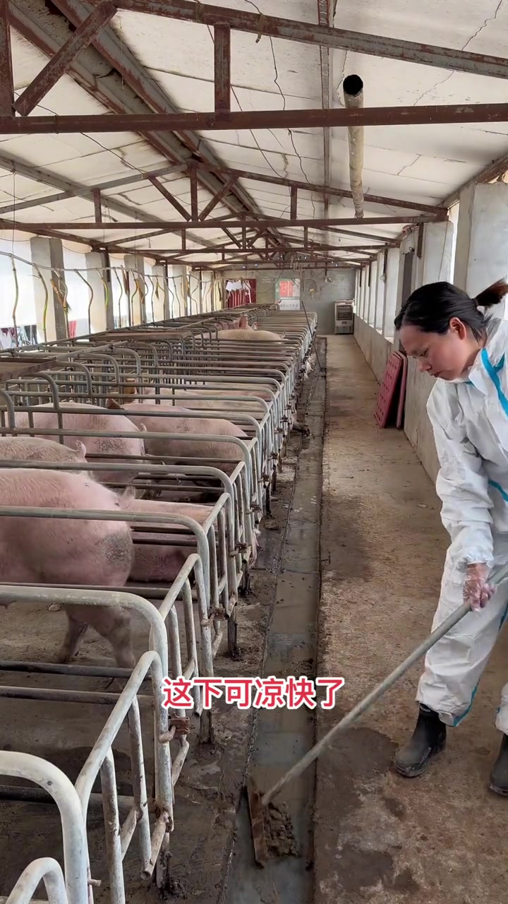 勇敢的养猪人，加油干啊！