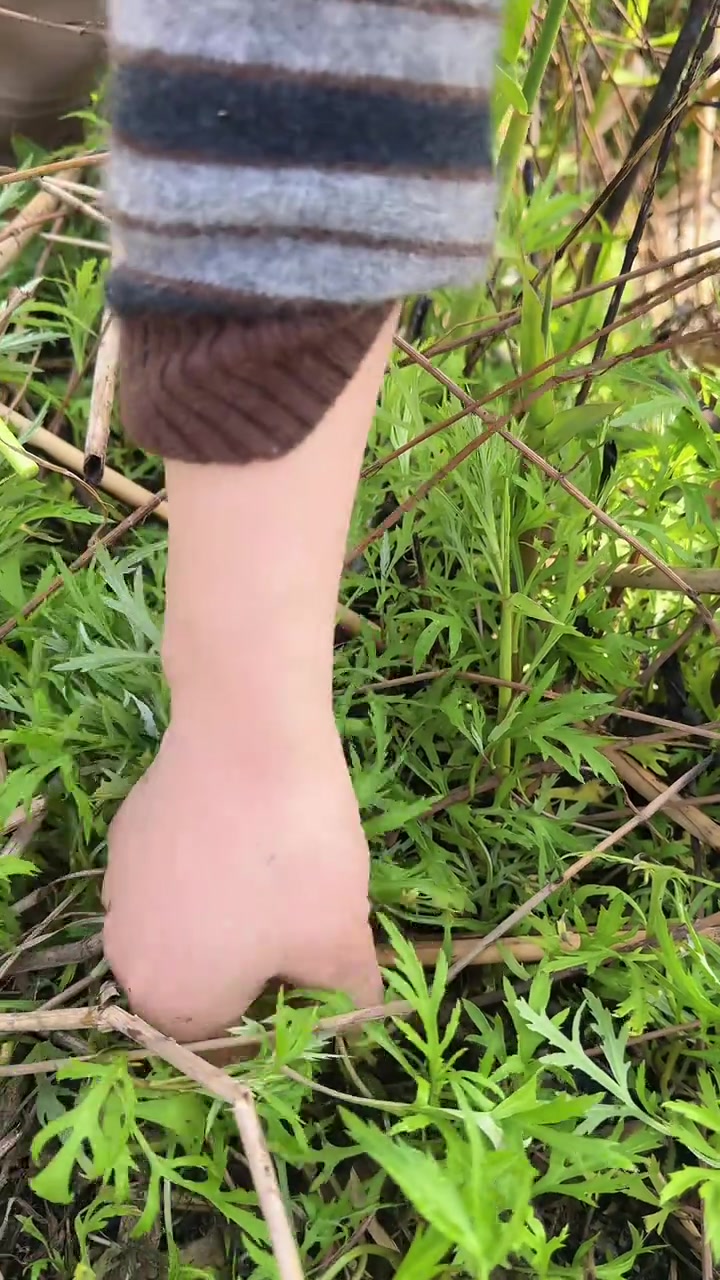 春天是个好季节,万物复苏!也是吃野菜的季节!今天天气好,带着妈妈和烧卖哥来挖野菜!