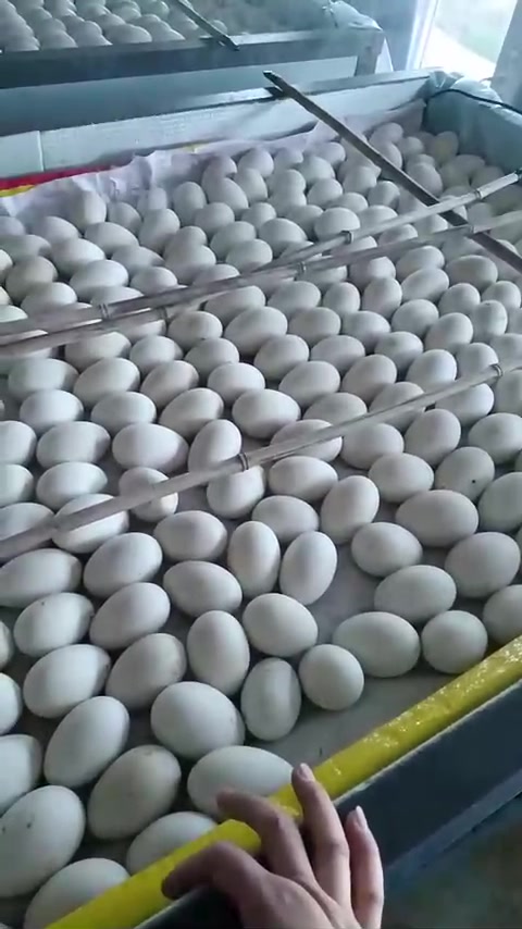 鹅蛋与鸡蛋孵化