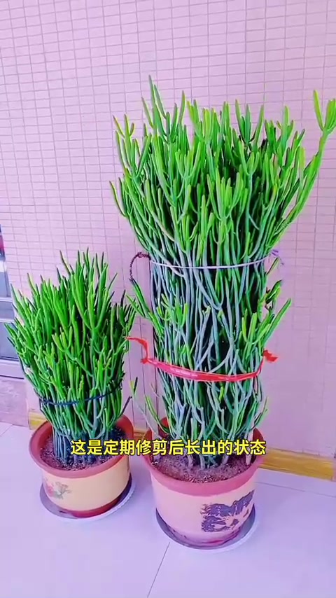 多肉植物绿植盆栽绿植花卉
