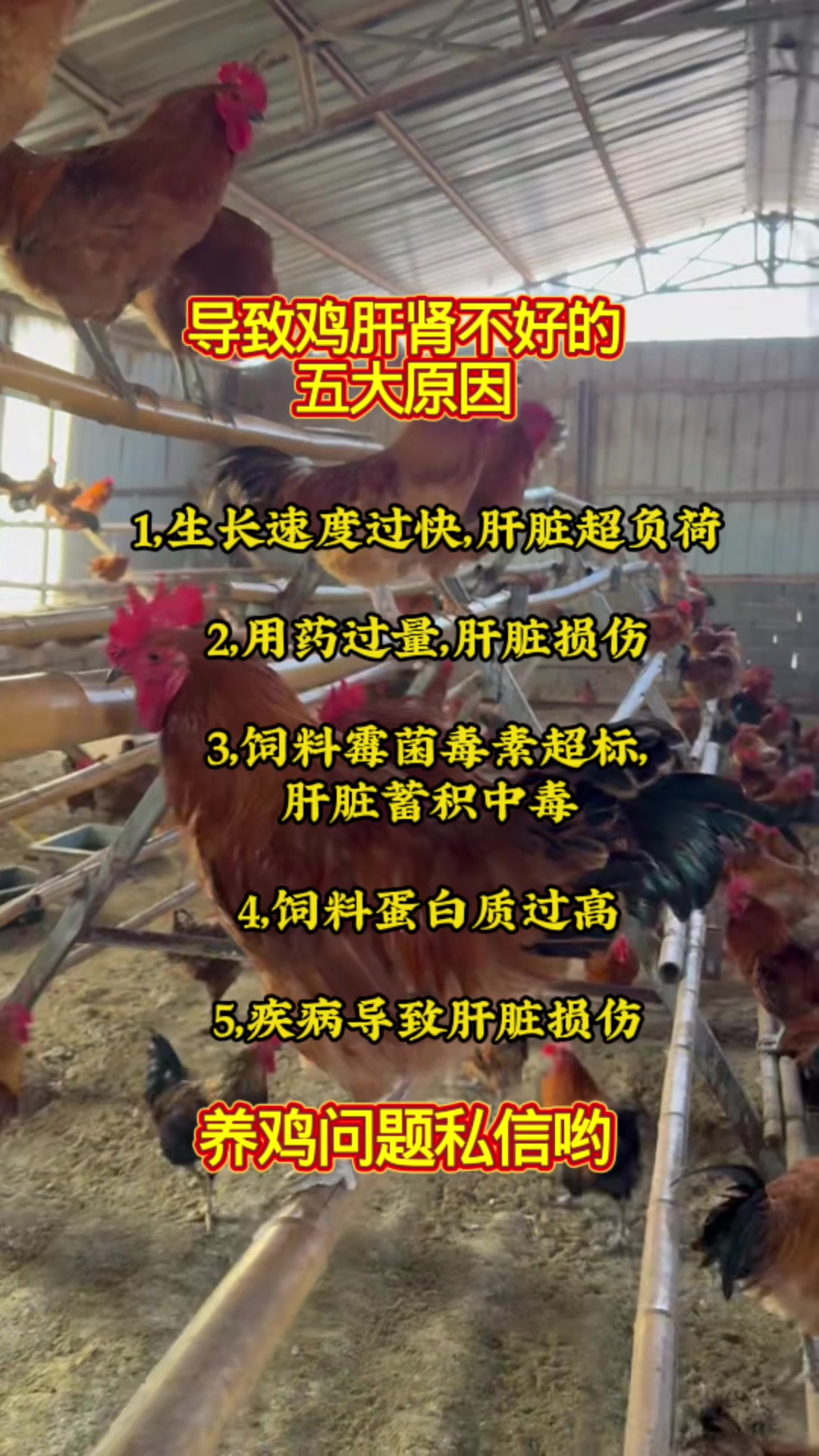 导致鸡肝肾不好的五大原因。