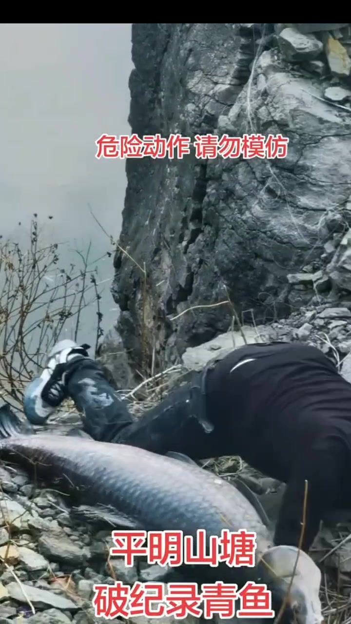 #青鱼 最大记录87.5斤，两小伙真牛逼！没有控鱼器，没有抄网，看瞪眼的我们干捉急，#乡村