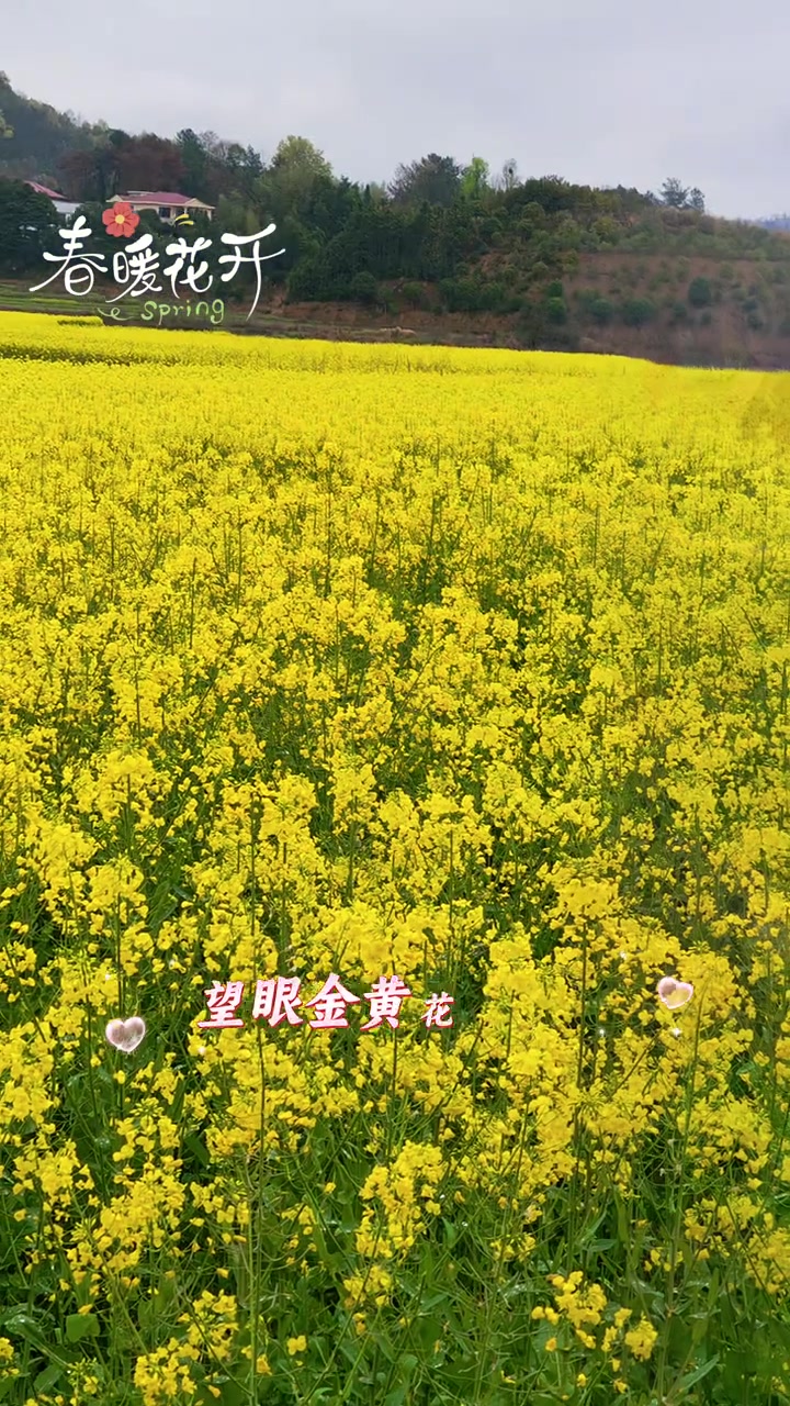 七彩油菜花都开了，这景色太绝了