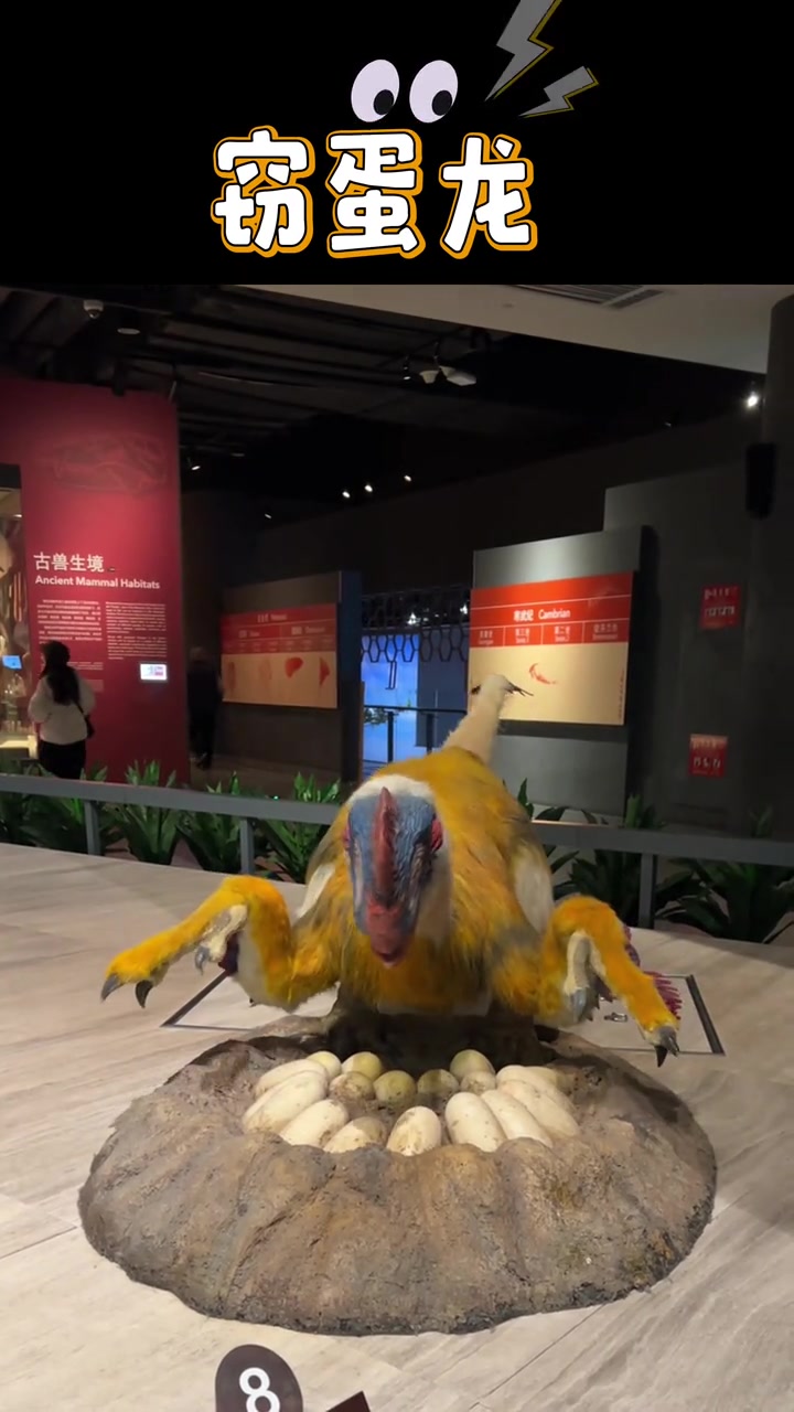 上海自然博物馆里的窃蛋龙长啥样