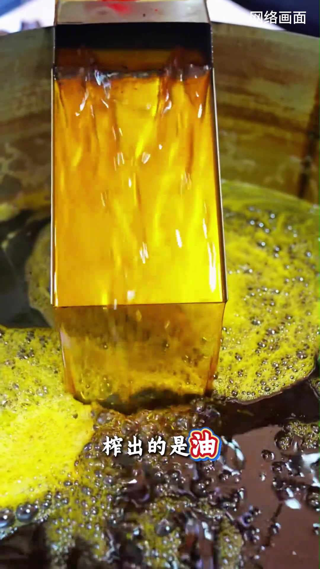湖北沙洋油菜花节开了!万亩花海美如画
