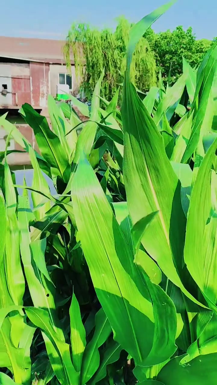 我的小菜园各种绿色蔬菜无公害