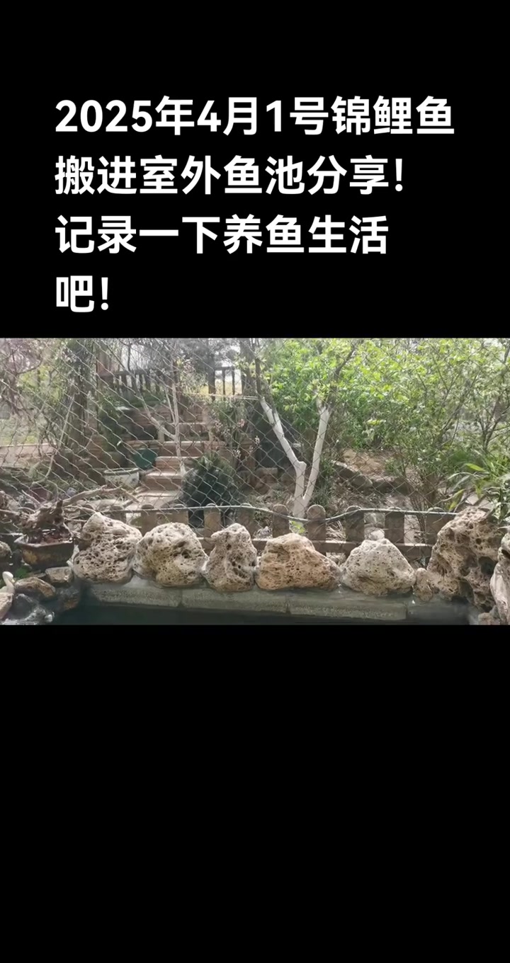 今年养锦鲤鱼第三年了。今天天气不错！把室内鱼搬出。入室外小鱼池。分享养鱼记录