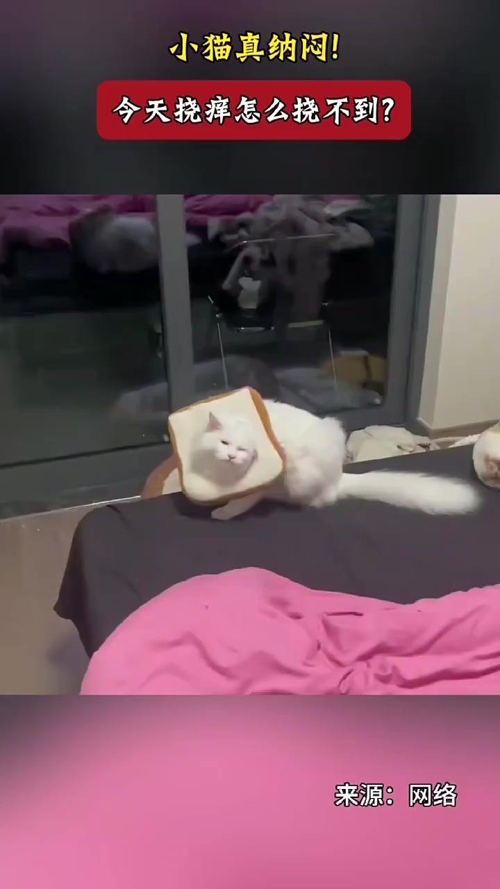 小猫化身“转面包师傅”