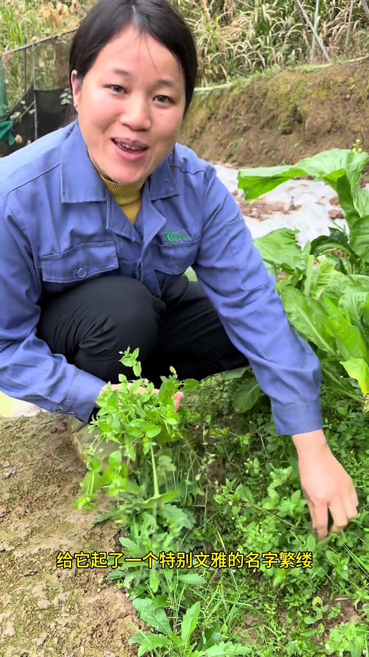 农村随处可见的鹅肠草,你知道它的妙用吗?