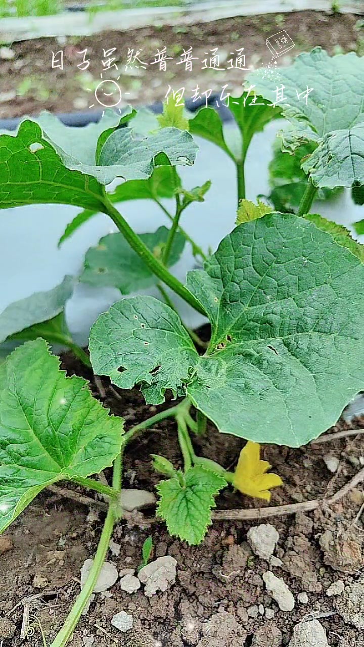 各种瓜果蔬菜辣椒番茄黄瓜已种好,就是不知道有没有人想吃的,无农药绝对安全。看菜的叶子就知道