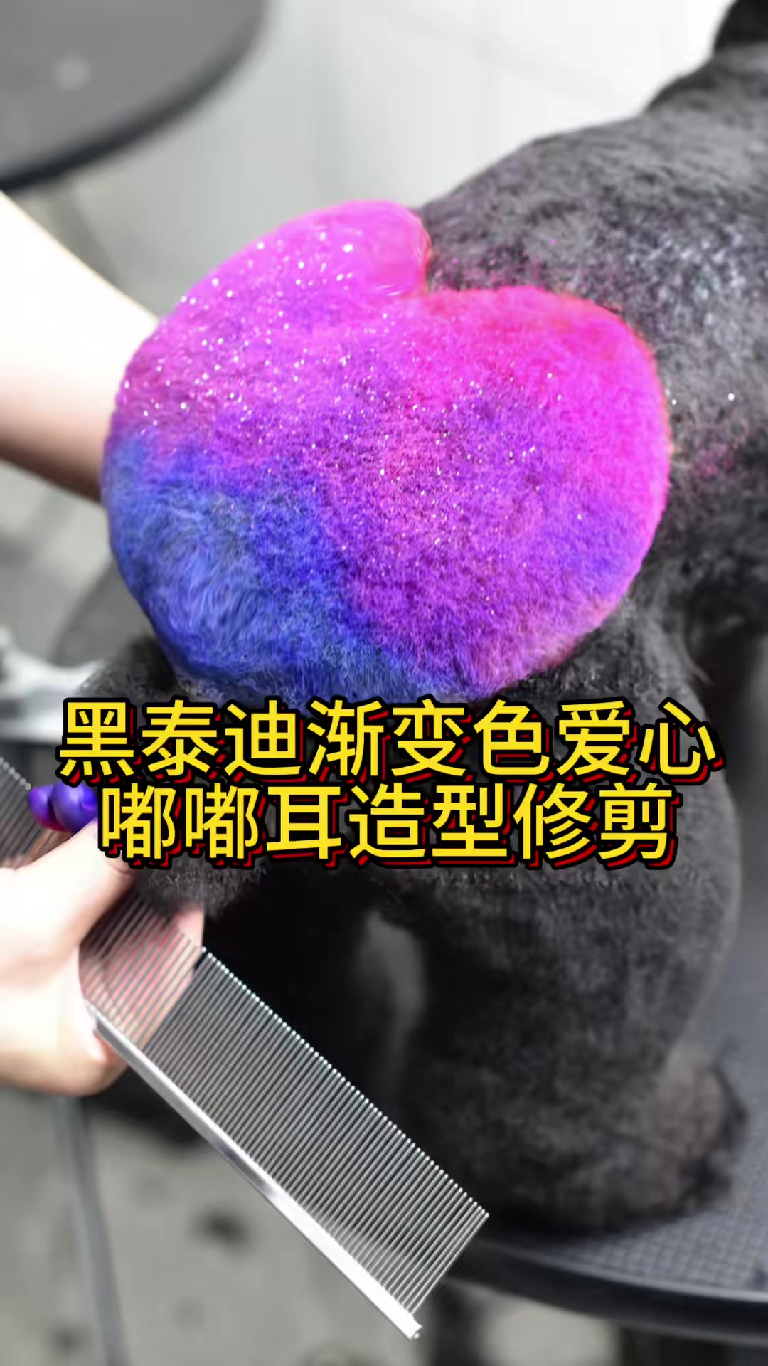 #优质视频激励计划#今天来个大单子，黑泰迪染渐变色爱心造型，再加个布朗熊头。快来看看吧