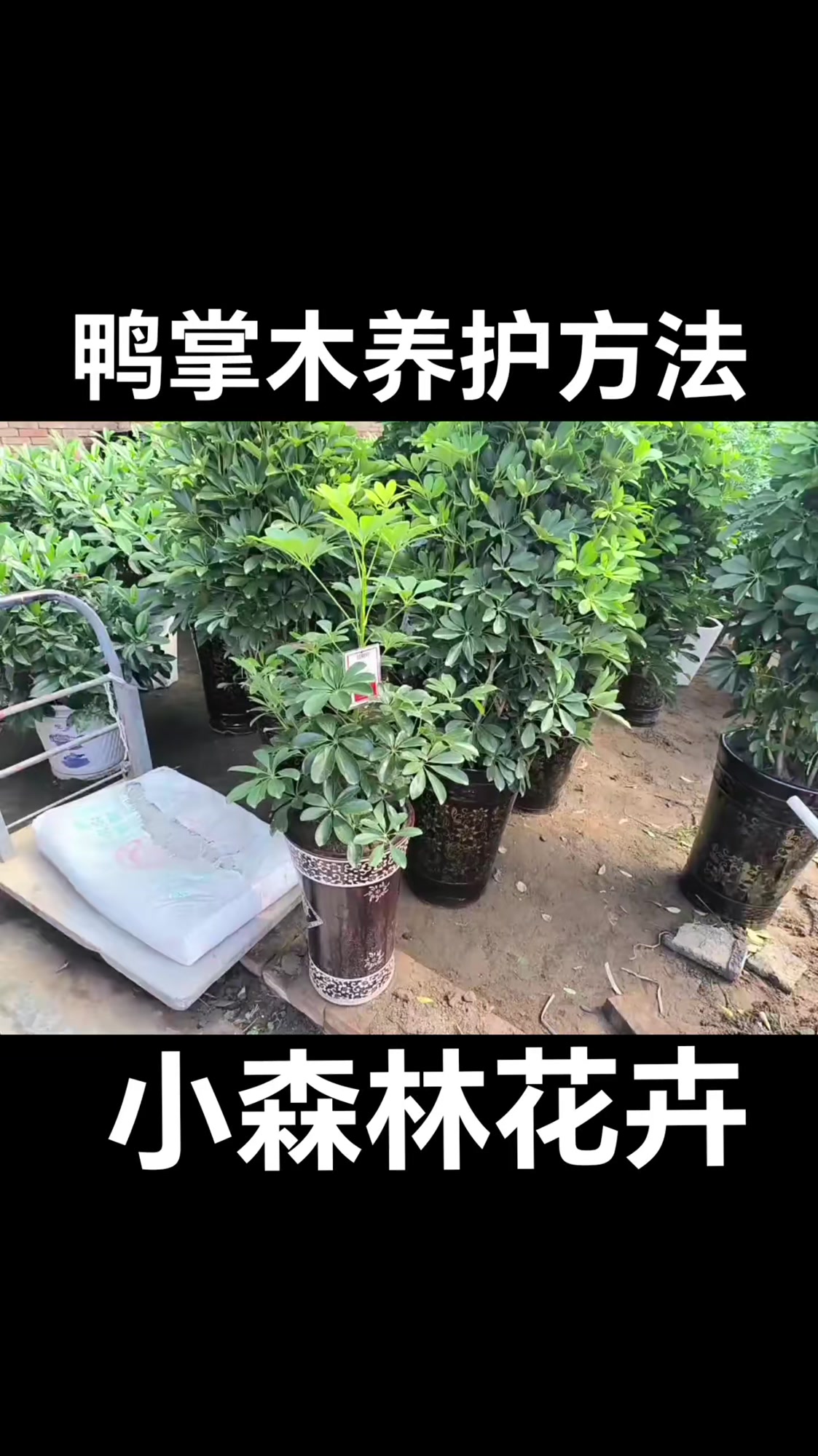 鸭掌木养护方法