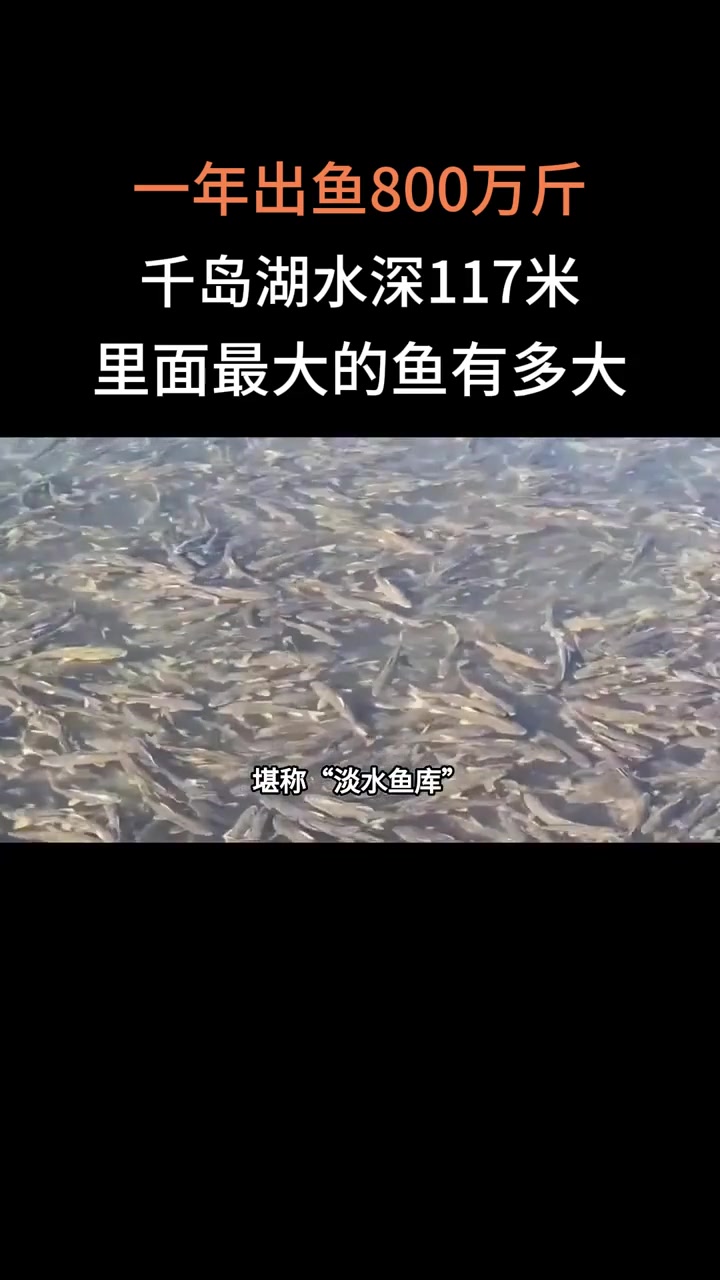 一年出鱼800万斤,千岛湖水深117米,里面最大的鱼有多大?