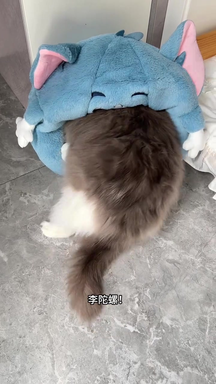 可怜的汤姆被24斤小猫玩弄于股掌之间