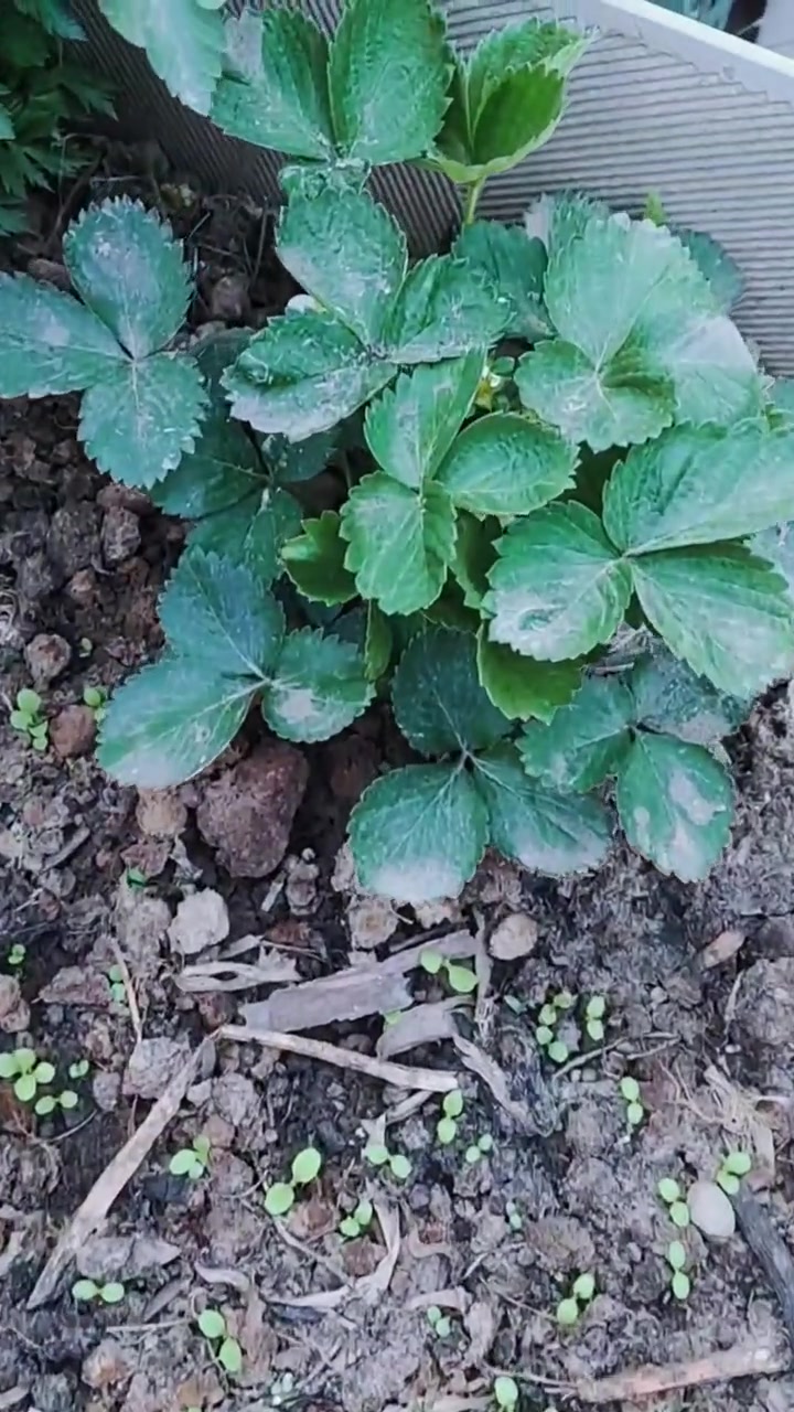 纯天然绿色蔬菜