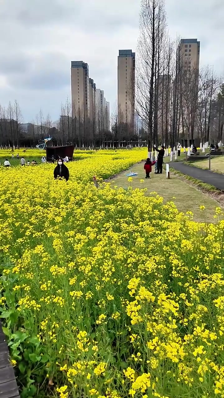 宁波人踏青不用去乡野,市区就藏着一片超大油菜花