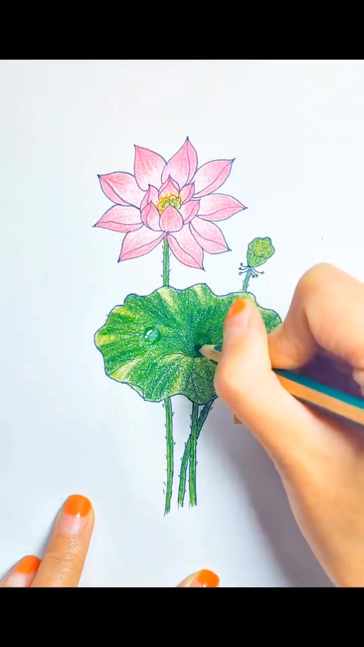 零基础也能学会的彩铅荷花画法